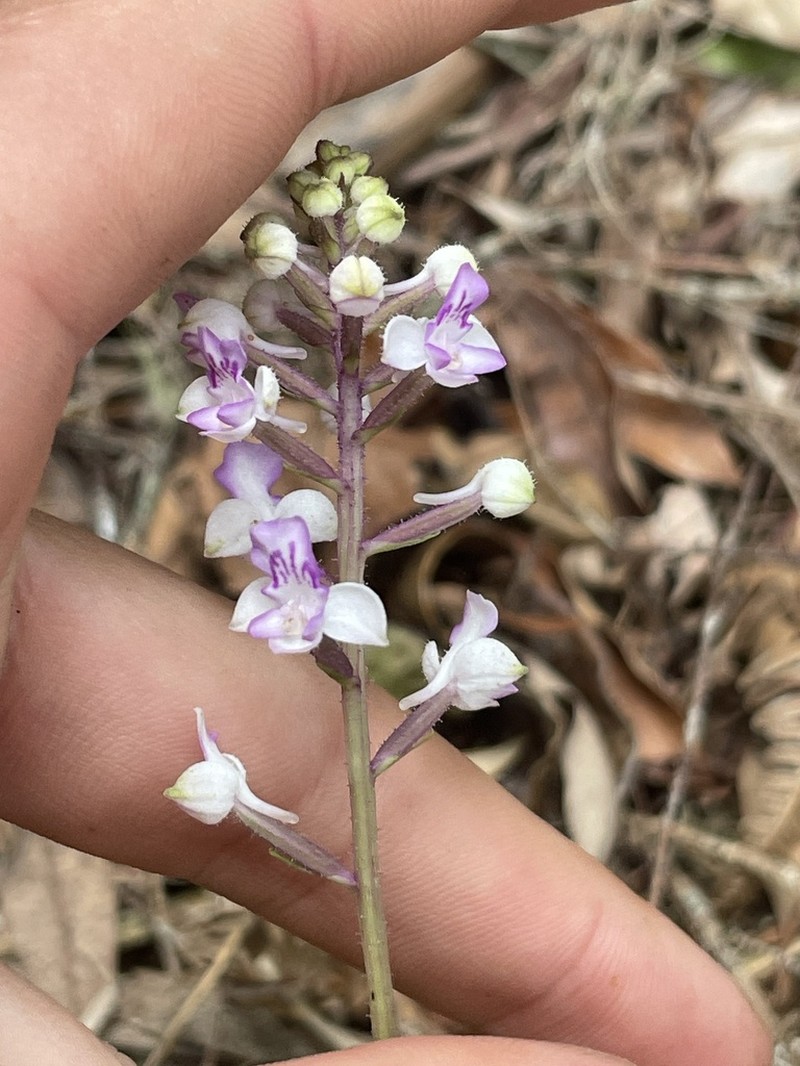Cynorkis calcarata photo 5
