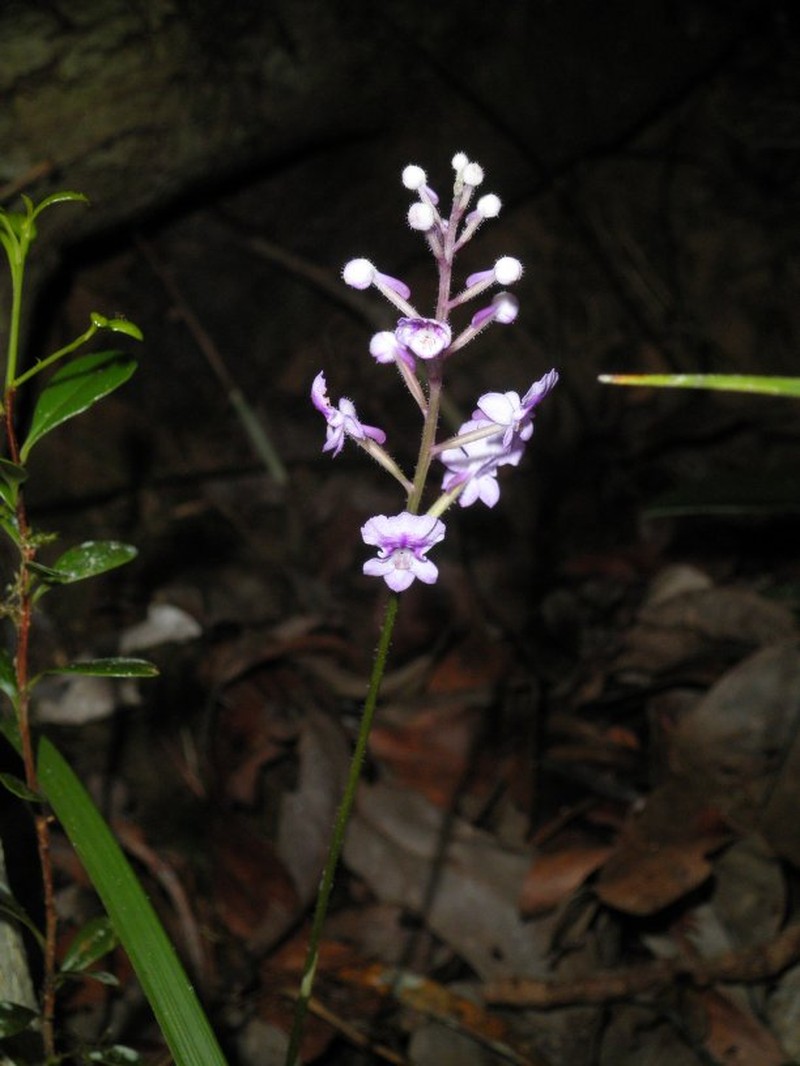 Cynorkis calcarata photo 6