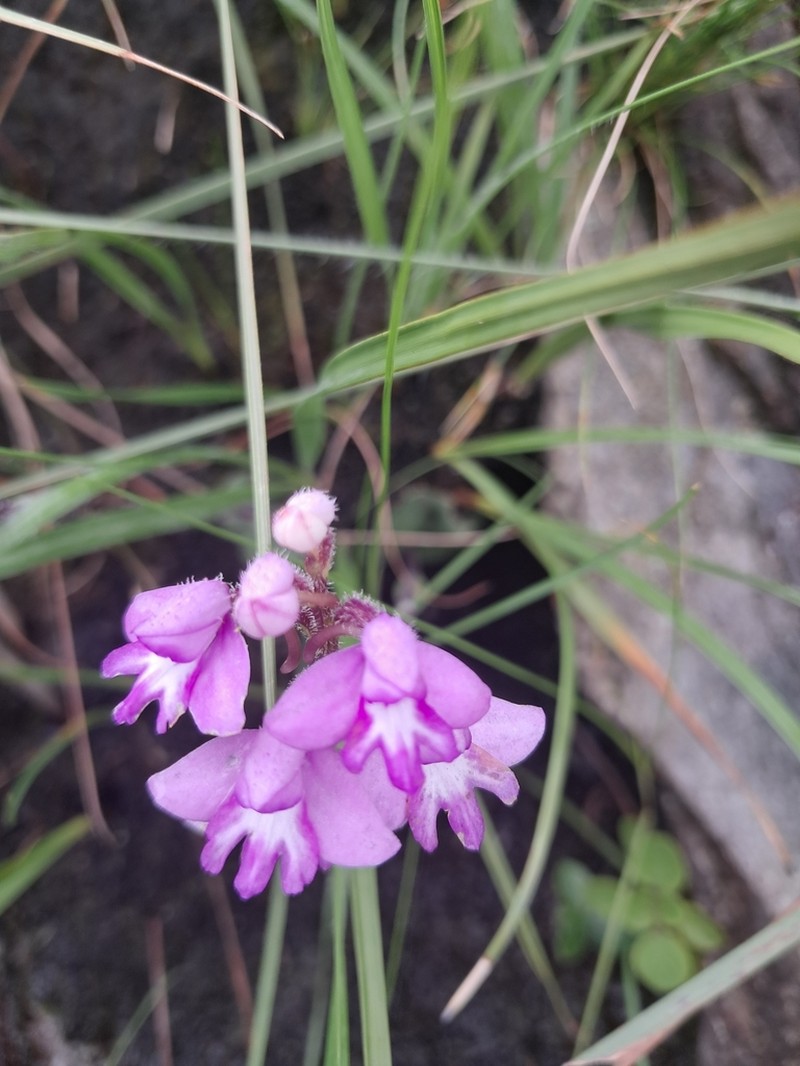Cynorkis cardiophylla