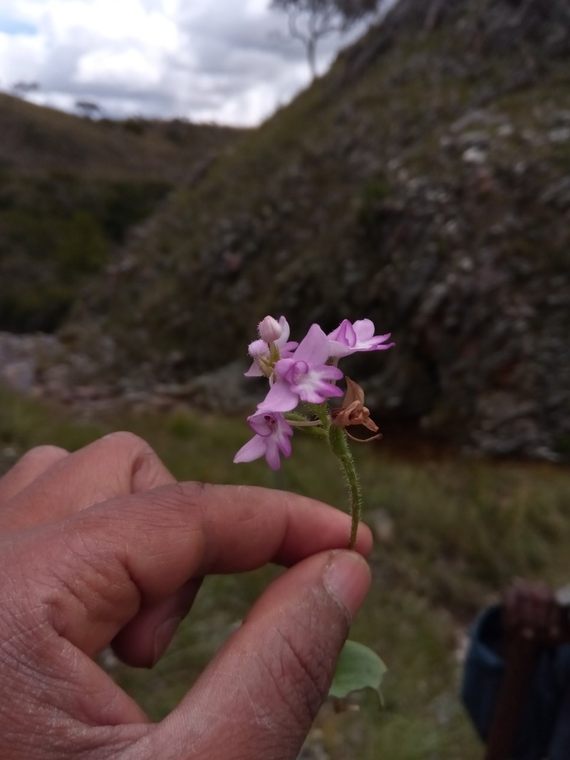 Cynorkis cardiophylla photo 2