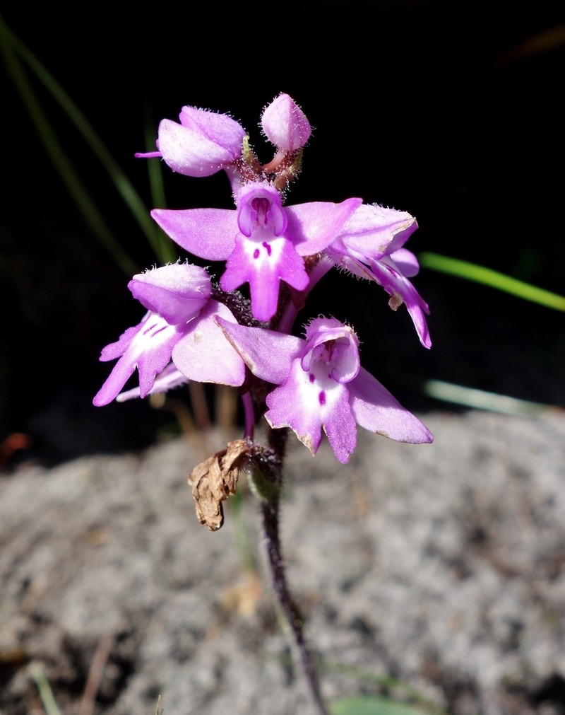 Cynorkis cardiophylla photo 3