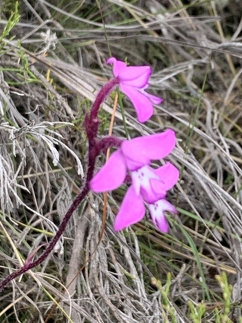 Cynorkis cardiophylla photo 4