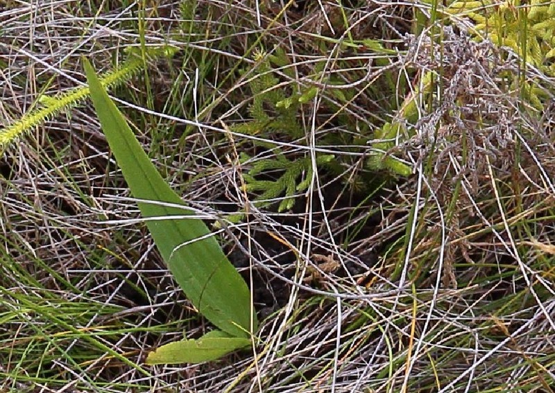 Cynorkis cardiophylla photo 5