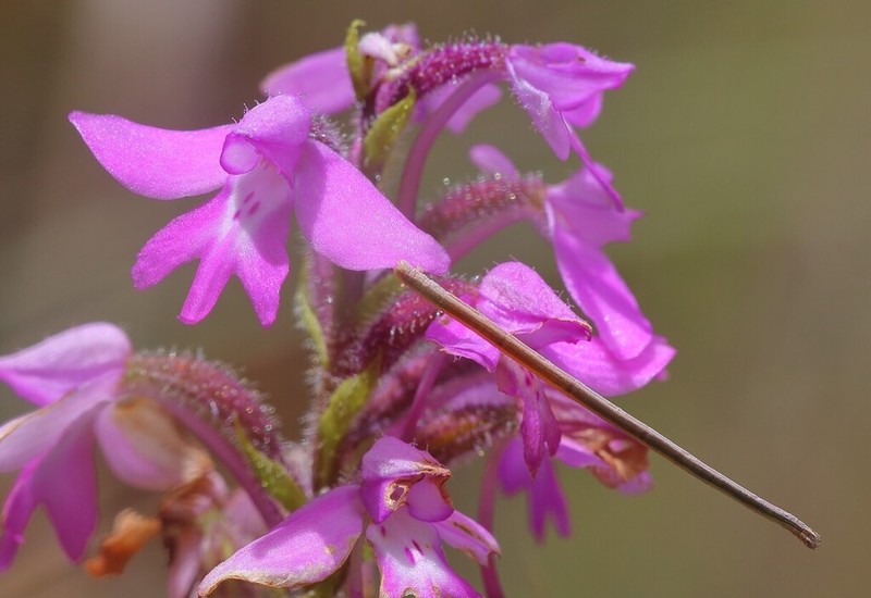 Cynorkis cardiophylla photo 6