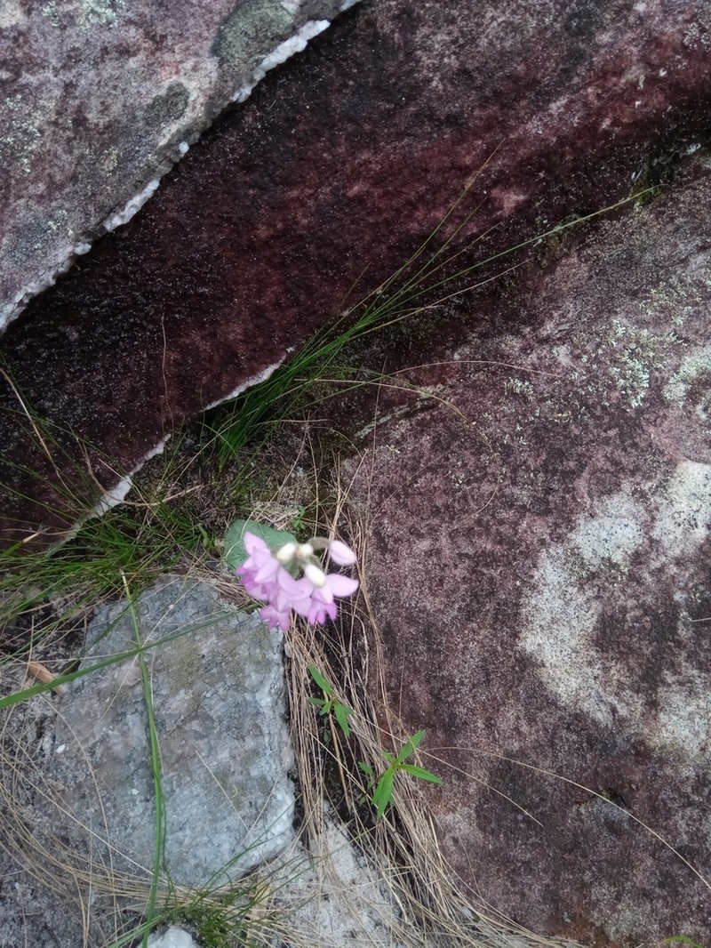 Cynorkis cardiophylla photo 7