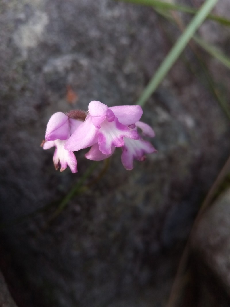 Cynorkis cardiophylla photo 8