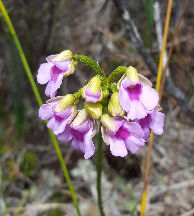 Cynorkis castillonii photo 2