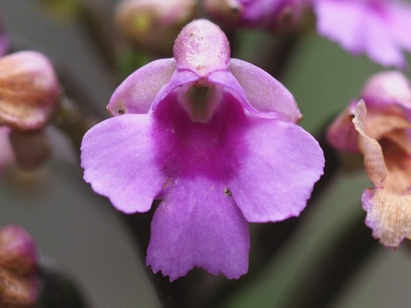 Cynorkis castillonii photo 3