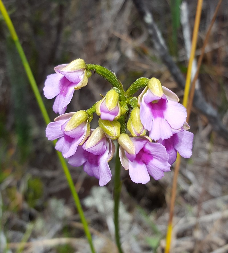 Cynorkis castillonii photo 5