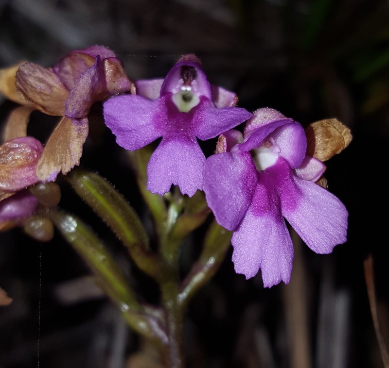 Cynorkis castillonii photo 6