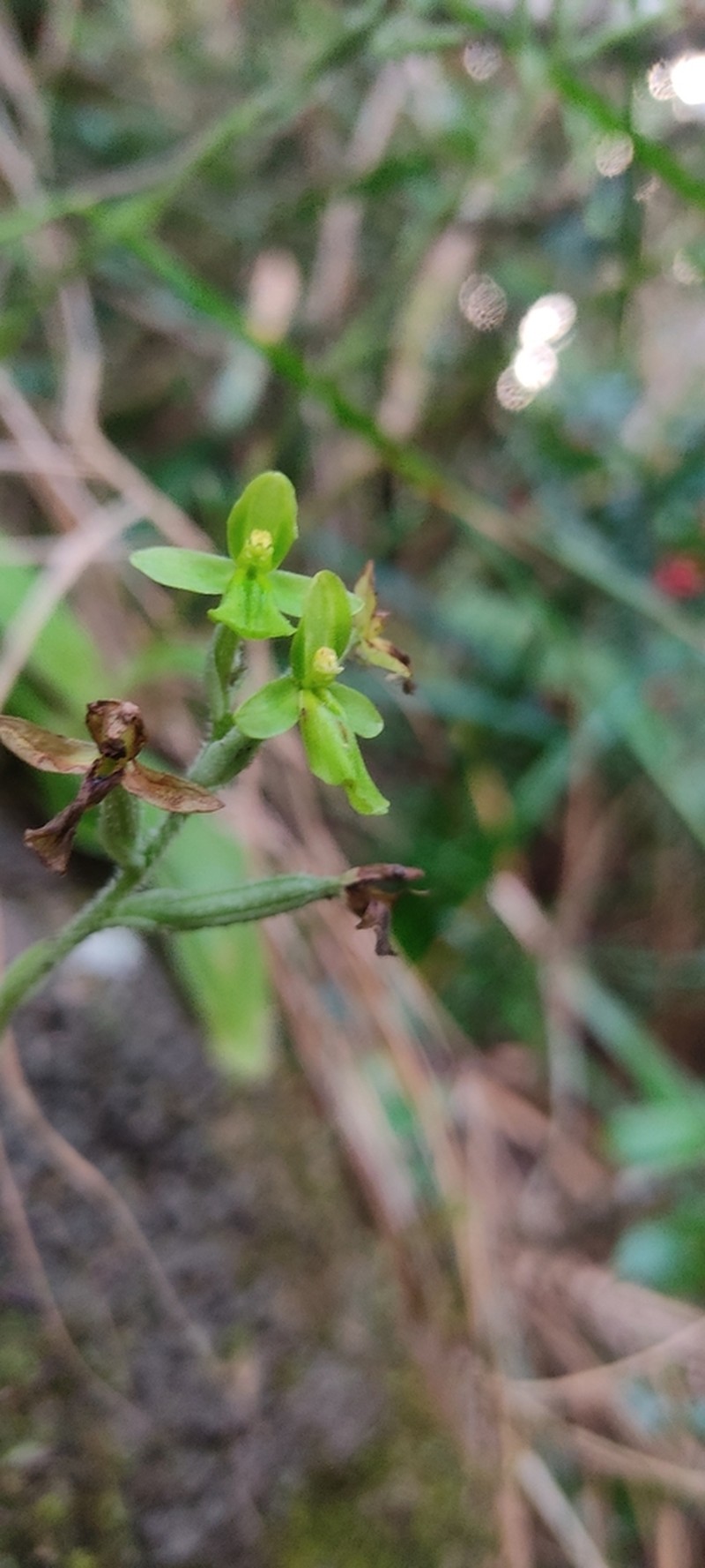 Cynorkis citrata