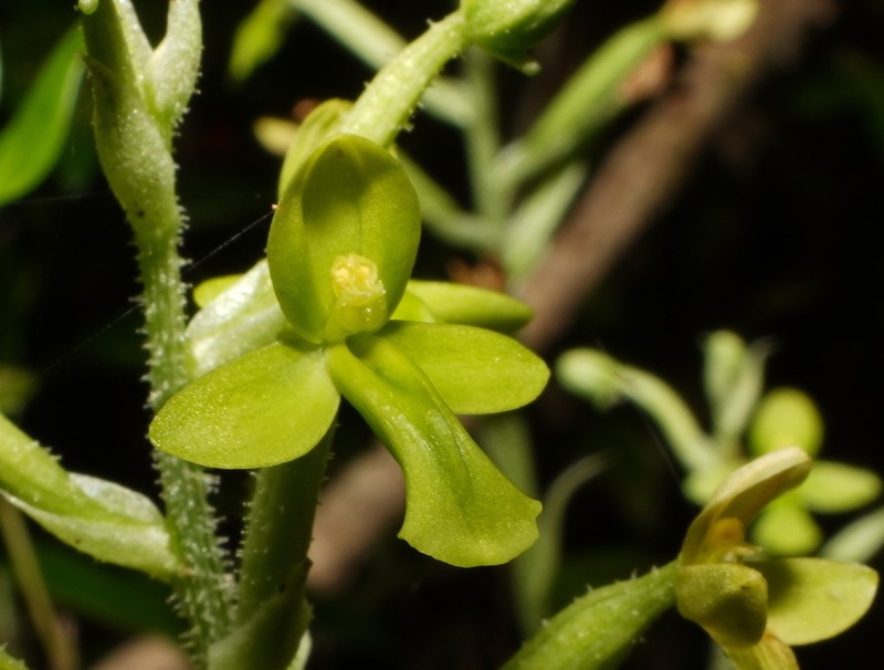 Cynorkis citrata photo 2