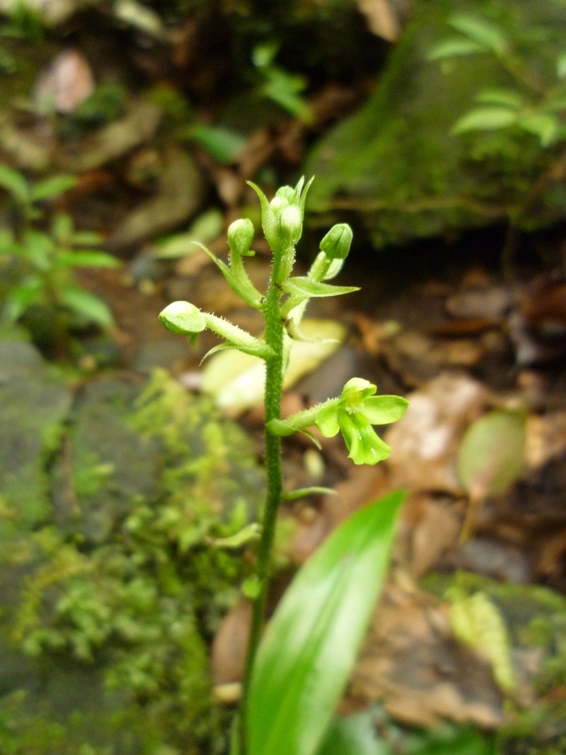 Cynorkis citrata photo 3