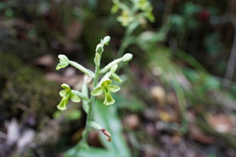 Cynorkis citrata photo 4