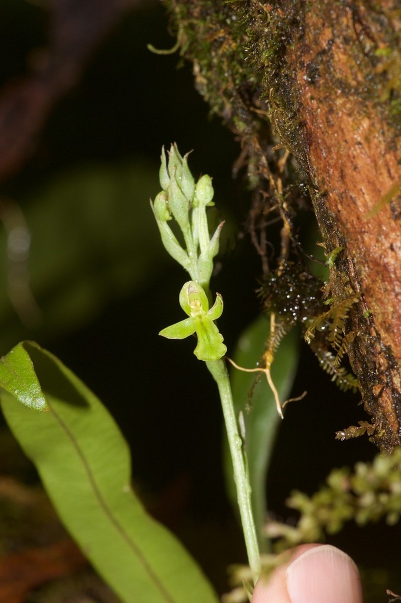 Cynorkis citrata photo 5