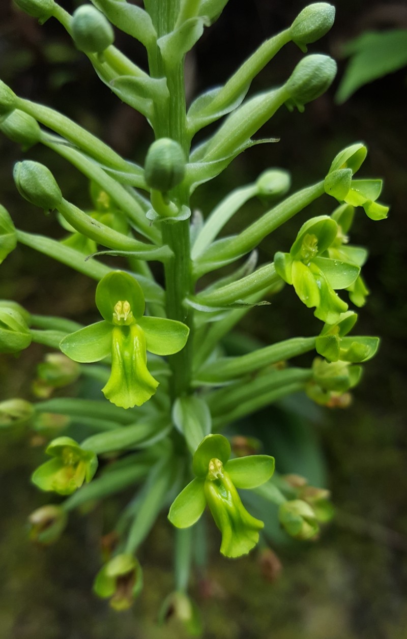 Cynorkis citrata photo 8