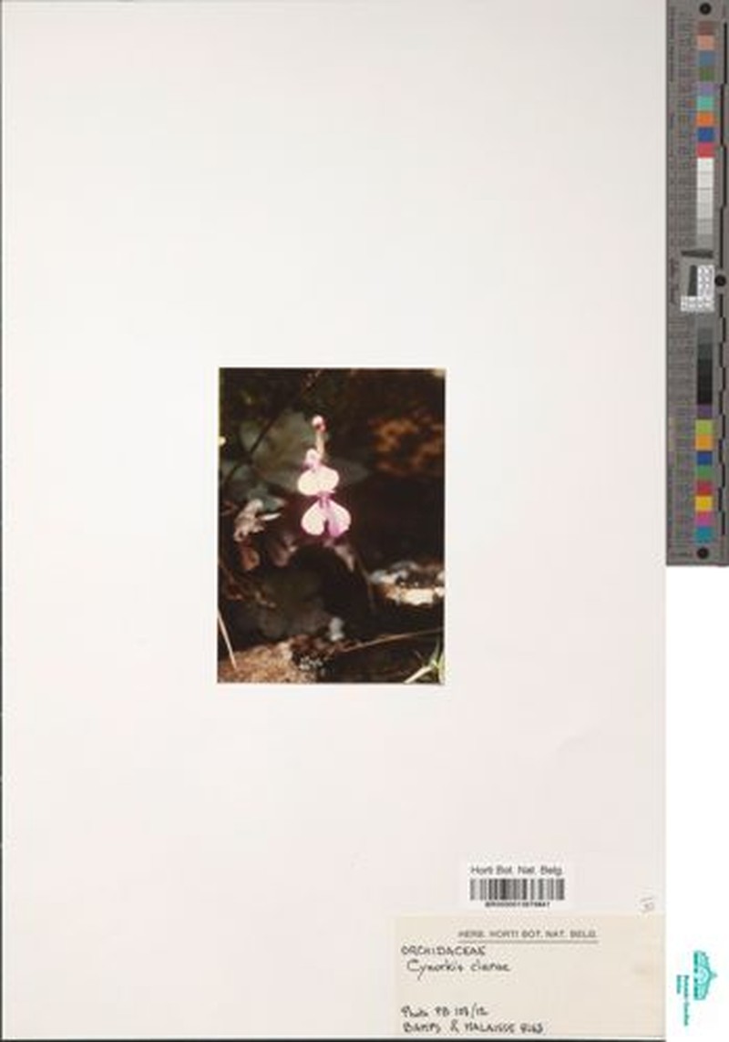 Cynorkis clarae photo 2