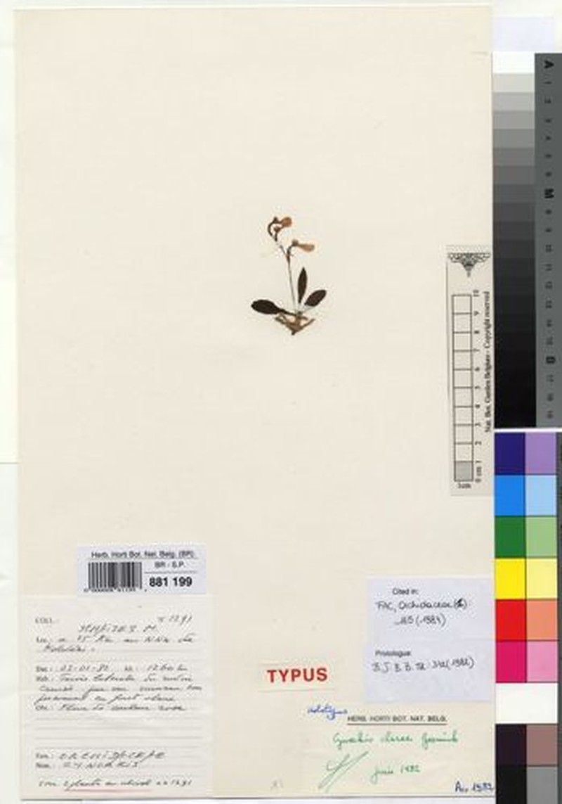 Cynorkis clarae photo 3