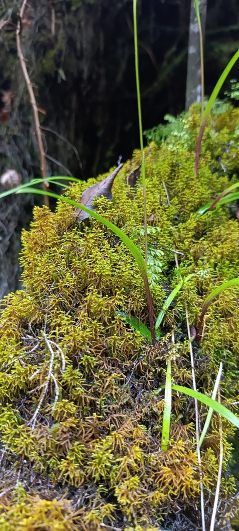 Cynorkis coccinelloides