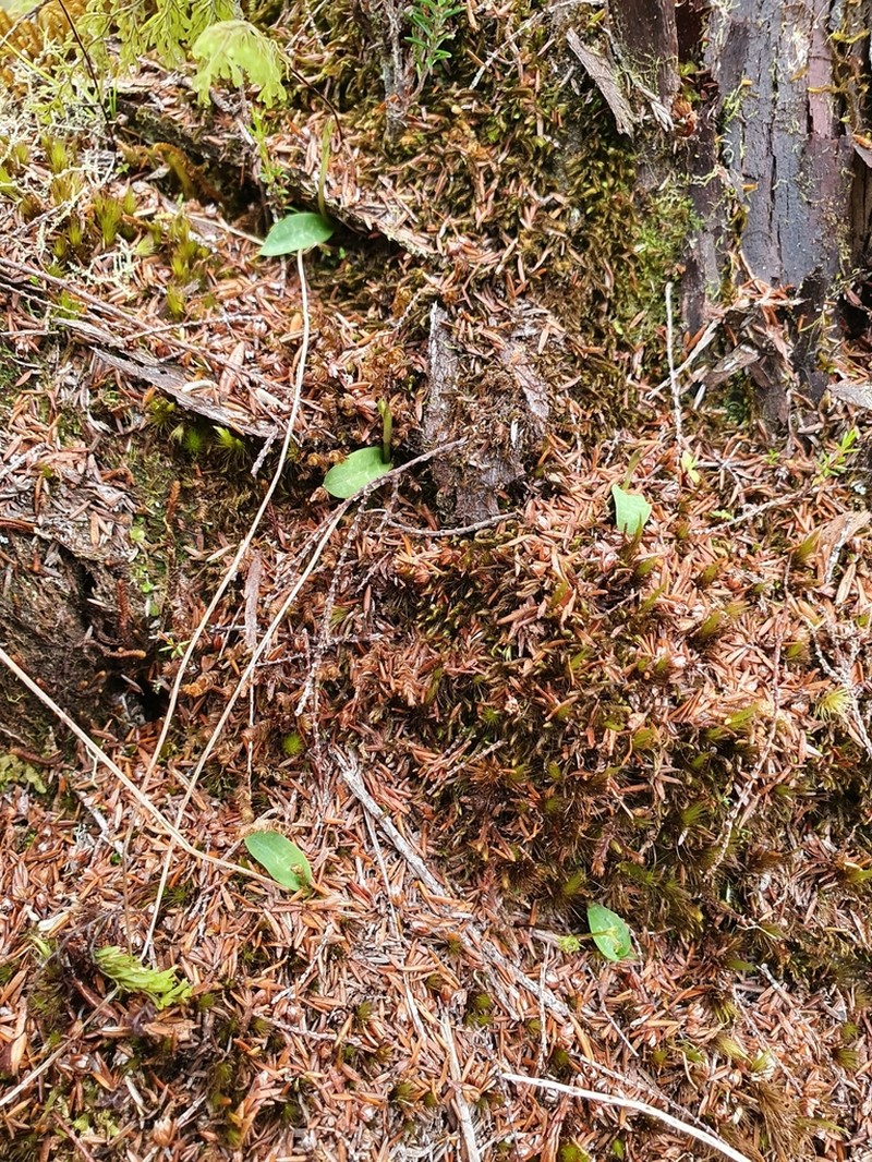 Cynorkis coccinelloides photo 2