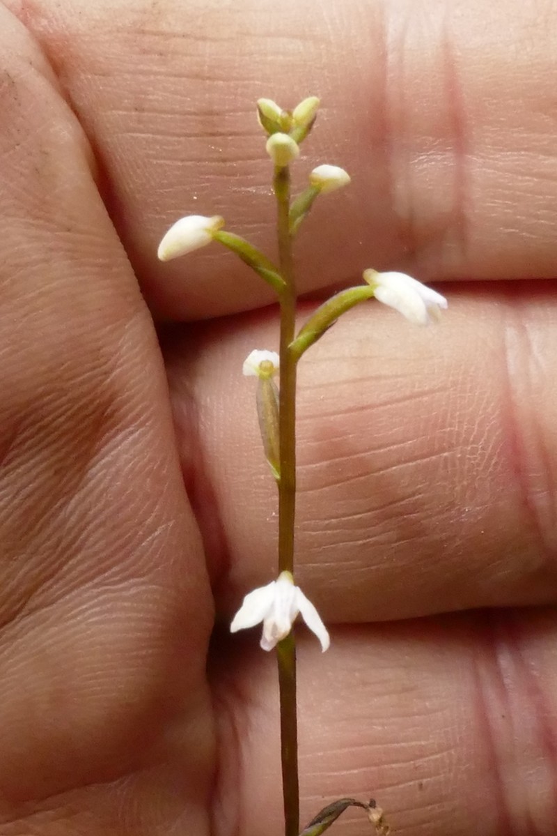 Cynorkis coccinelloides photo 3