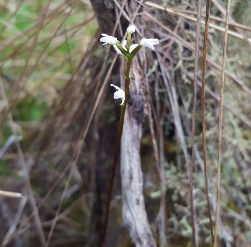 Cynorkis coccinelloides photo 4
