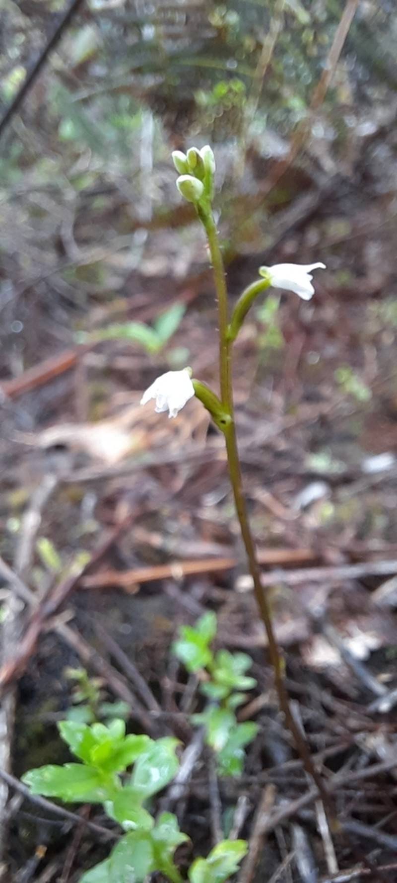 Cynorkis coccinelloides photo 5