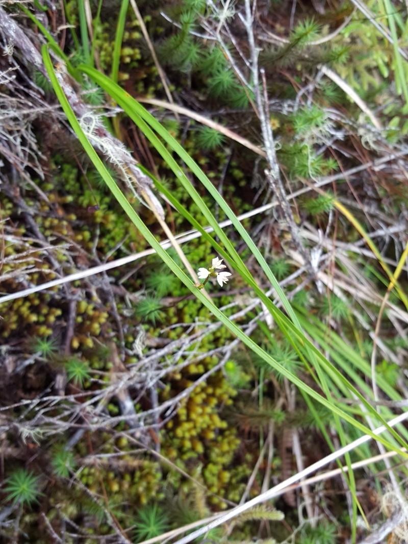 Cynorkis coccinelloides photo 7