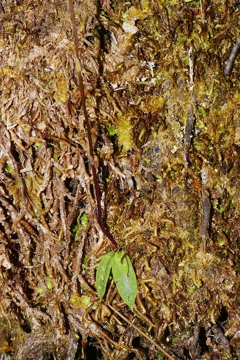 Cynorkis coccinelloides photo 8