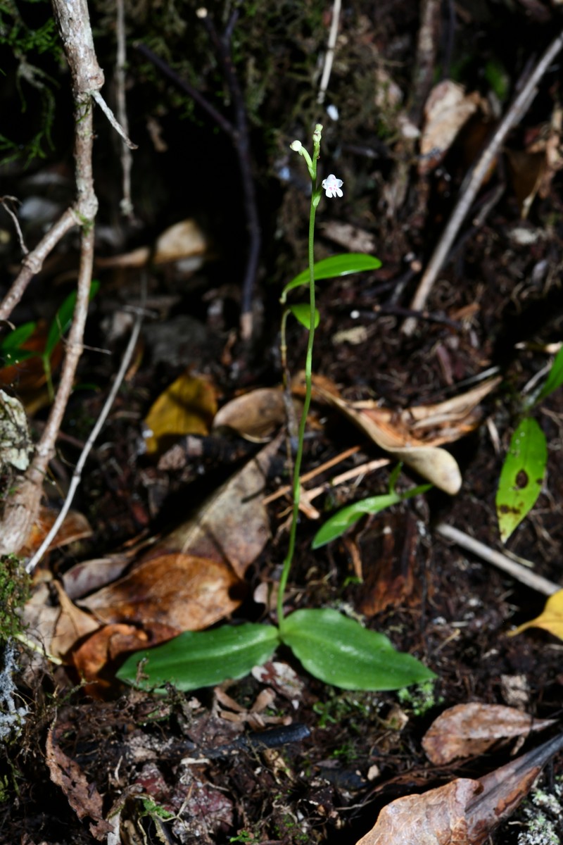 Cynorkis commersoniana photo 2