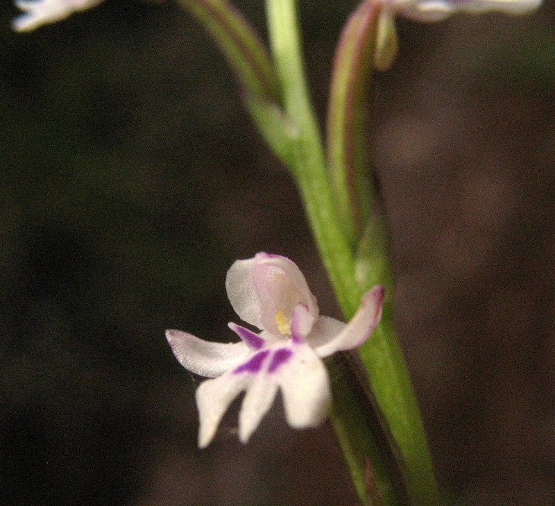 Cynorkis commersoniana photo 3
