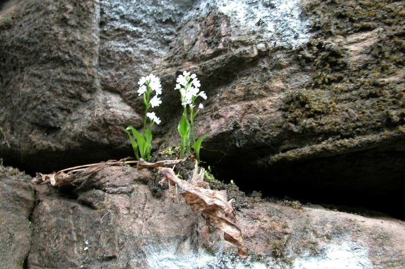 Cynorkis compacta photo 3
