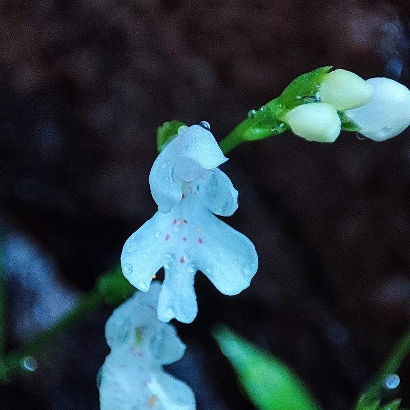 Cynorkis compacta photo 4