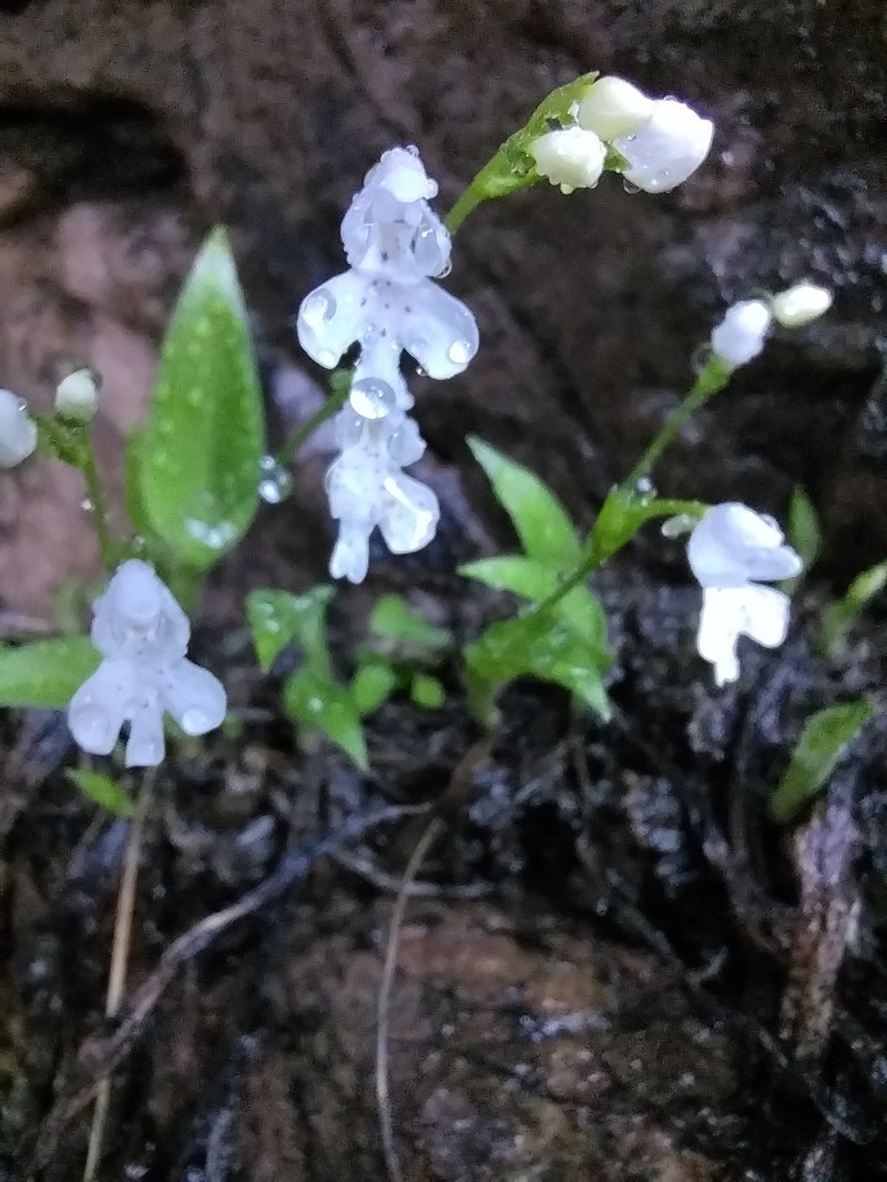 Cynorkis compacta photo 5