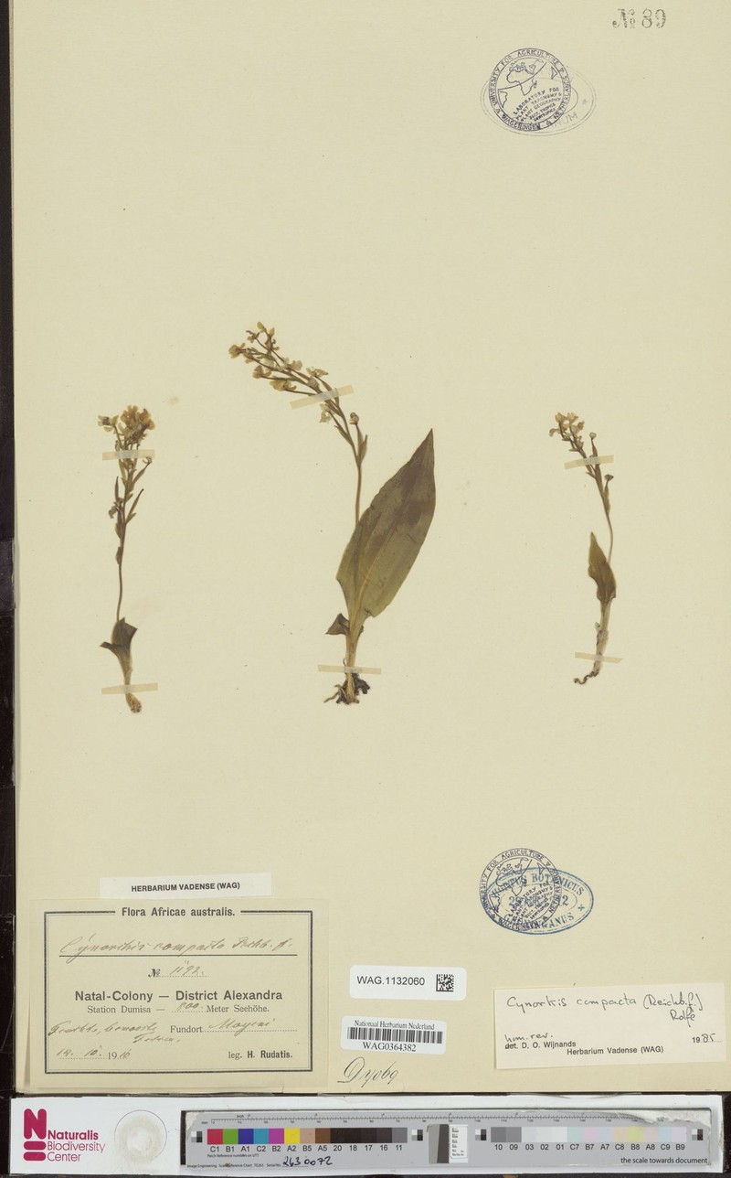 Cynorkis compacta photo 6