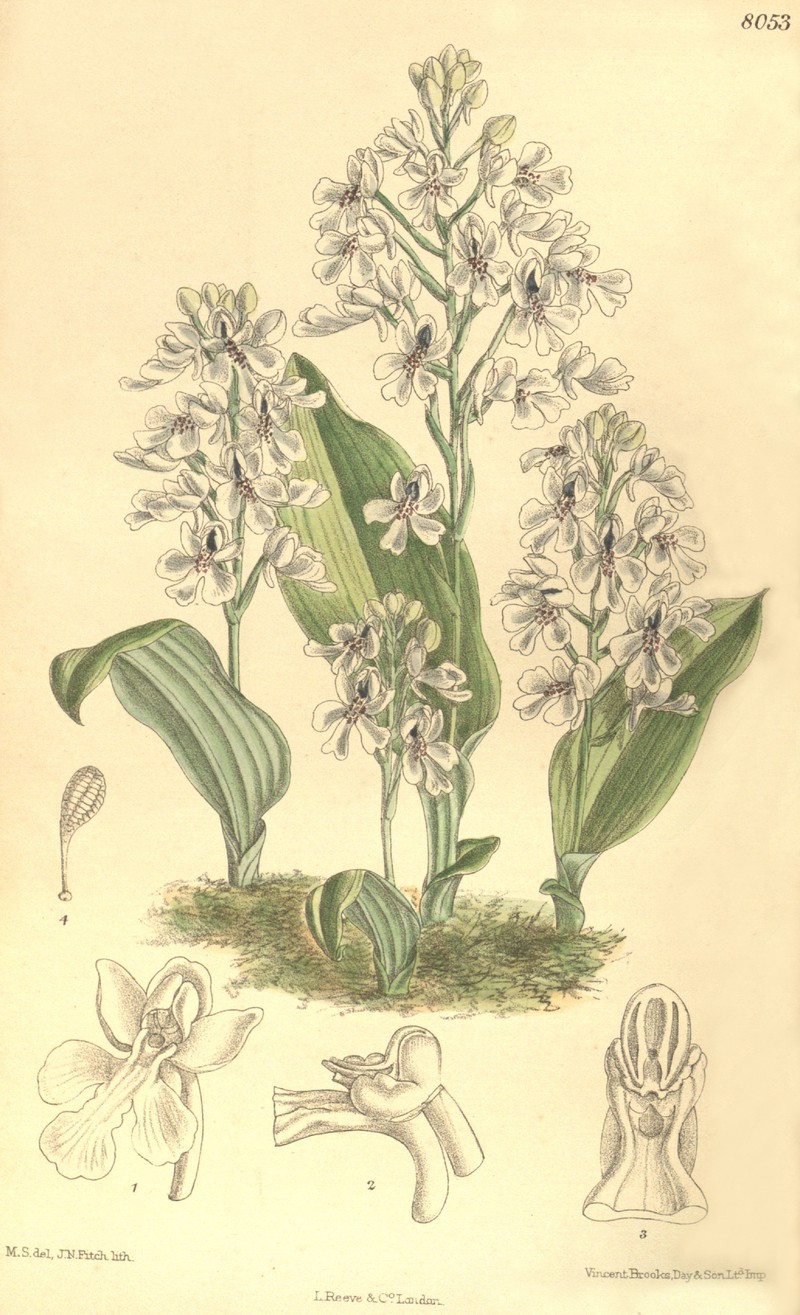 Cynorkis compacta