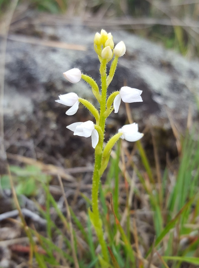 Cynorkis constellata