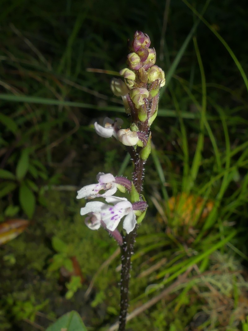 Cynorkis constellata photo 5