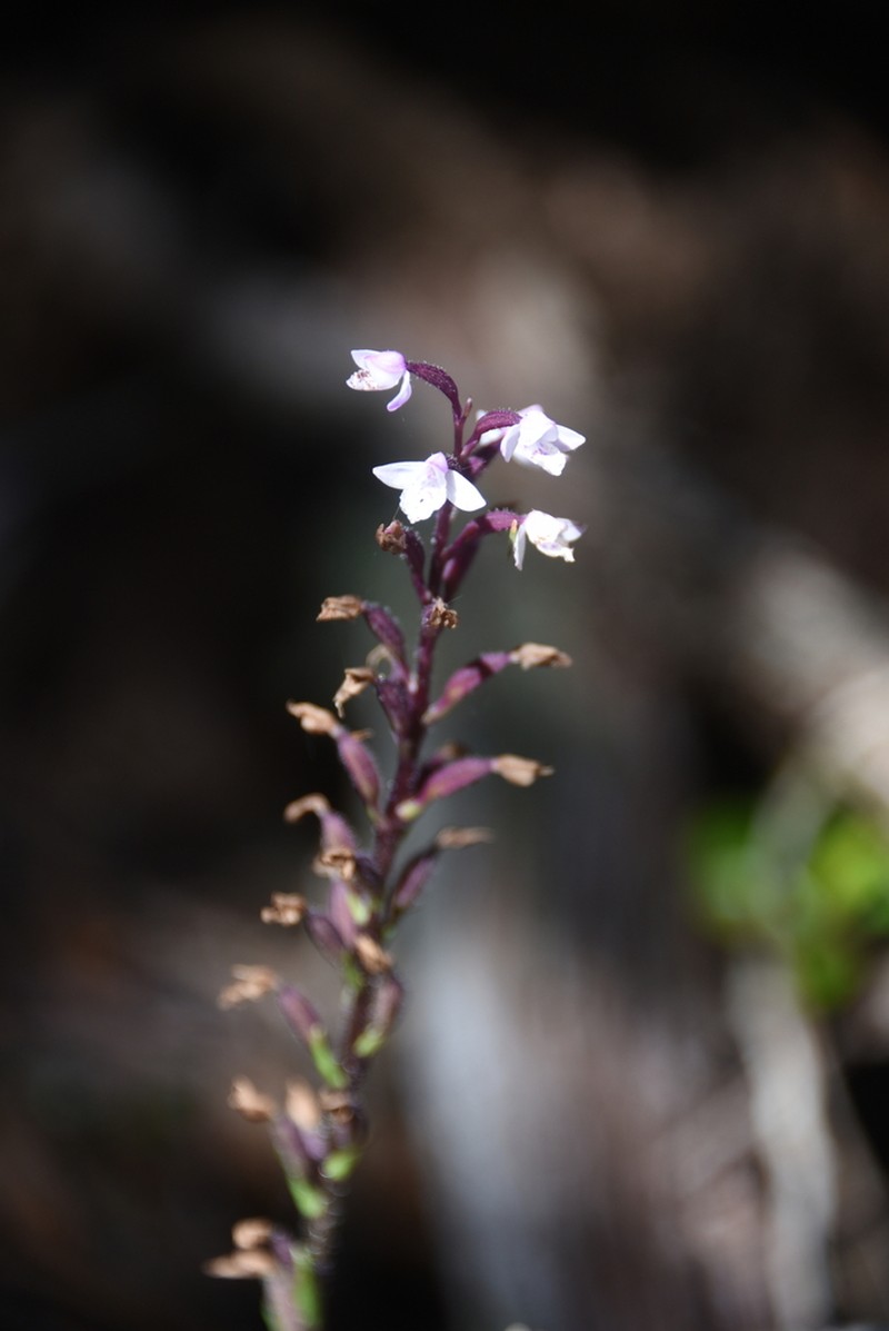 Cynorkis constellata photo 6