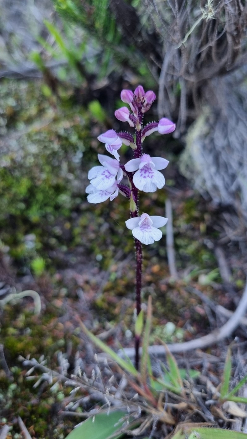 Cynorkis constellata photo 8