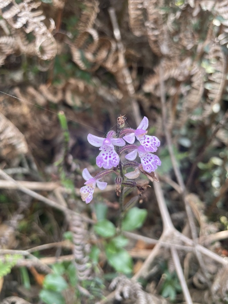 Cynorkis cuneilabia