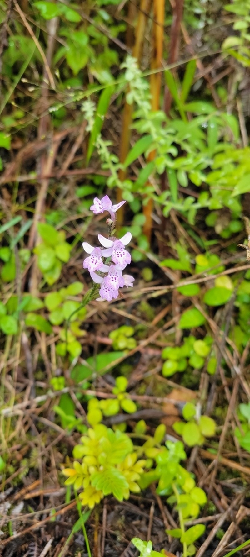 Cynorkis cuneilabia photo 2
