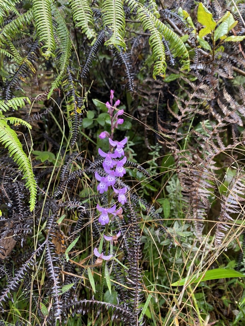 Cynorkis cuneilabia photo 3