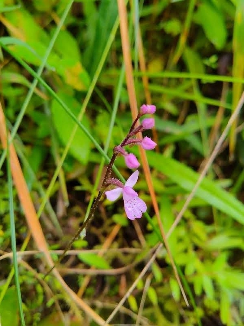Cynorkis cuneilabia photo 5