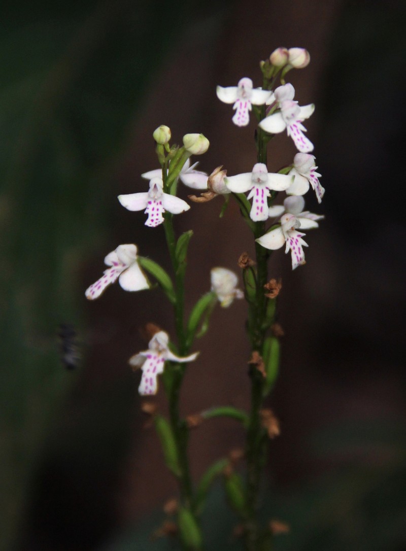 Cynorkis debilis photo 2