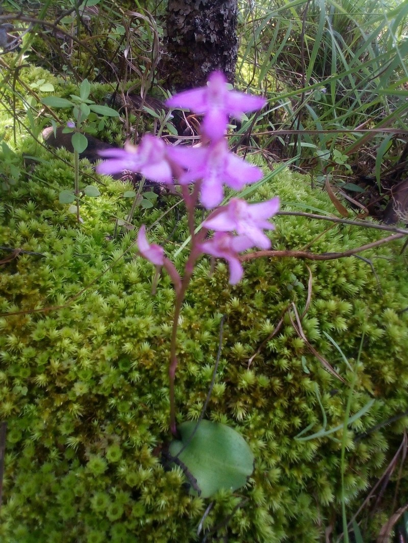 Cynorkis debilis photo 3