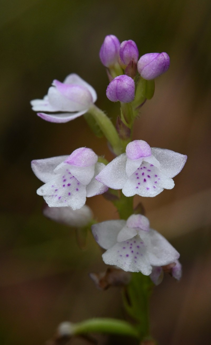 Cynorkis debilis photo 4