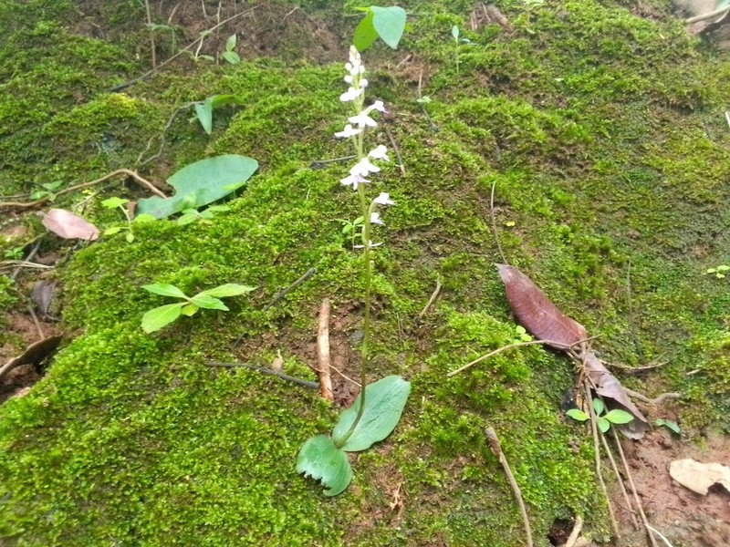 Cynorkis debilis photo 5