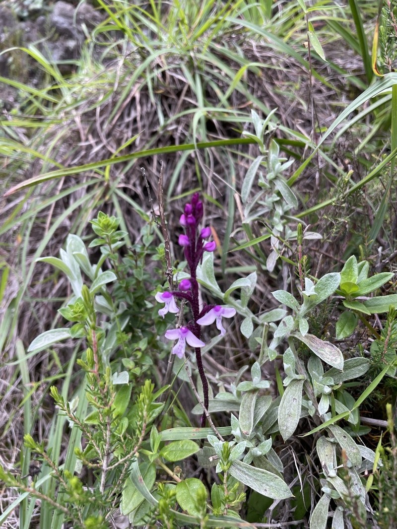 Cynorkis debilis photo 6