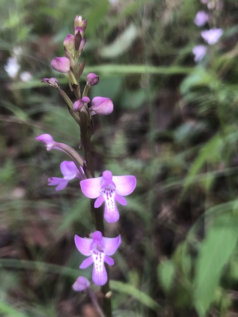 Cynorkis debilis photo 7